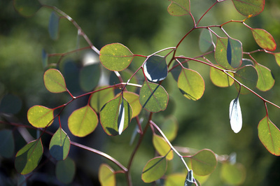 ユーカリの葉に微量の金、鉱脈探査の指標に 豪研究