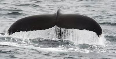 IWC総会閉幕、鯨禁漁区の採決で日本など捕鯨支持国が退席