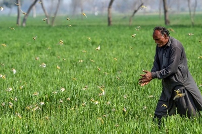 パキスタンでバッタ大量発生 過去30年で最悪の作物被害