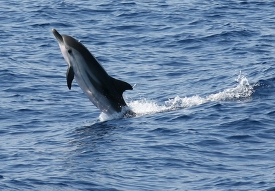 クジラ・イルカ密漁防止の新たな武器は「DNA」、台湾