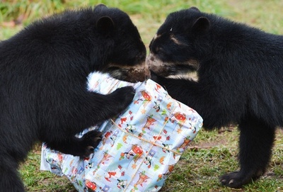 クリスマスが誕生日、メガネグマの双子 独