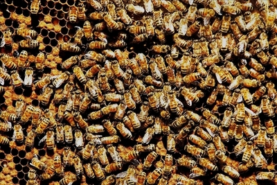 ハイキング中に生徒50人がハチに刺される - シンガポール