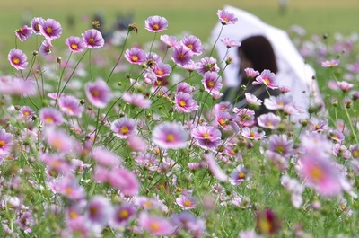 見渡す限りピンク、都内公園で「コスモスまつり」