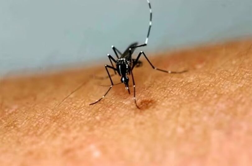 チクングニア熱を媒介するヒトスジシマカ(c)news1