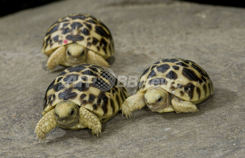 希少種のホシガメ 米動物園が繁殖に成功 写真1枚 国際ニュース Afpbb News