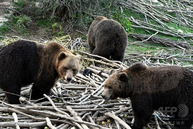 ひとりはつらいよ…「ぼっち」ヒグマ専用シェルター クロアチア