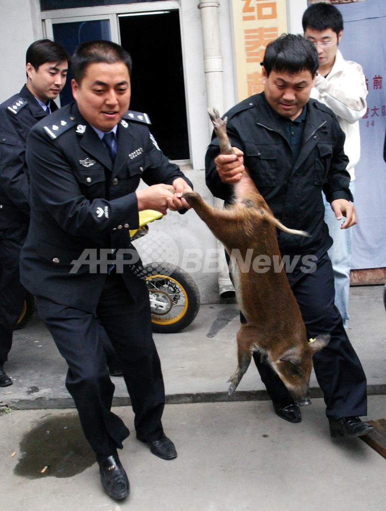 西安の駅に野生のイノシシ出没 写真2枚 国際ニュース Afpbb News