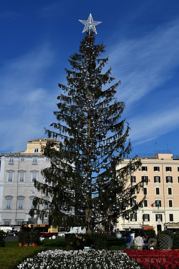 クリスマス直前に枯れた もみの木 ローマ市民が早すぎる死を悼む 写真5枚 国際ニュース Afpbb News