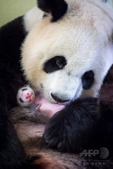 赤ちゃんパンダを優しくだっこ 仏動物園 写真11枚 国際ニュース Afpbb News