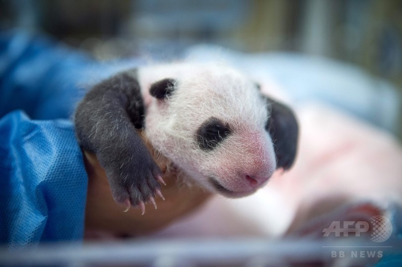 赤ちゃんパンダを優しくだっこ 仏動物園 写真11枚 国際ニュース Afpbb News