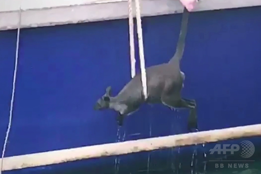 豪シドニー湾で泳ぐワラビー、フェリーが救出 犬に追われ飛び込む? 豪シドニー湾で泳ぐワラビー、フェリーが救出 犬に追われ飛び込む?