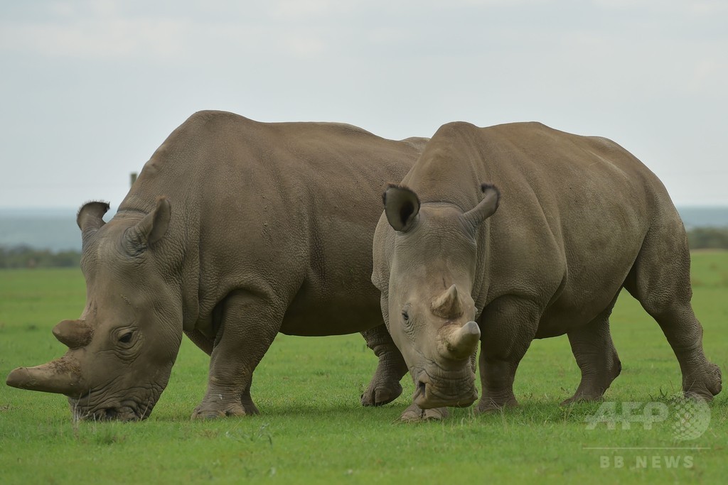 キタシロサイのDNA持つ胚を作製、絶滅回避に期待 研究 キタシロサイのDNA持つ胚を作製、絶滅回避に期待 研究