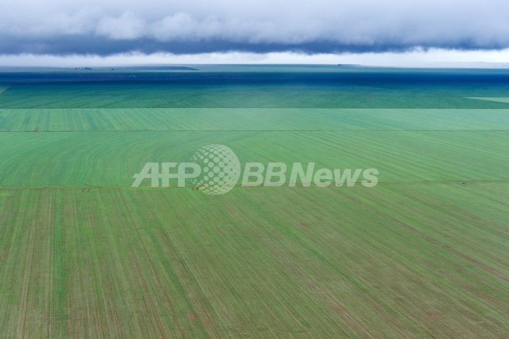 農家とモンサントの法廷闘争、遺伝子組み換え大豆の特許使用料で ブラジル 農家とモンサントの法廷闘争、遺伝子組み換え大豆の特許使用料で ブラジル