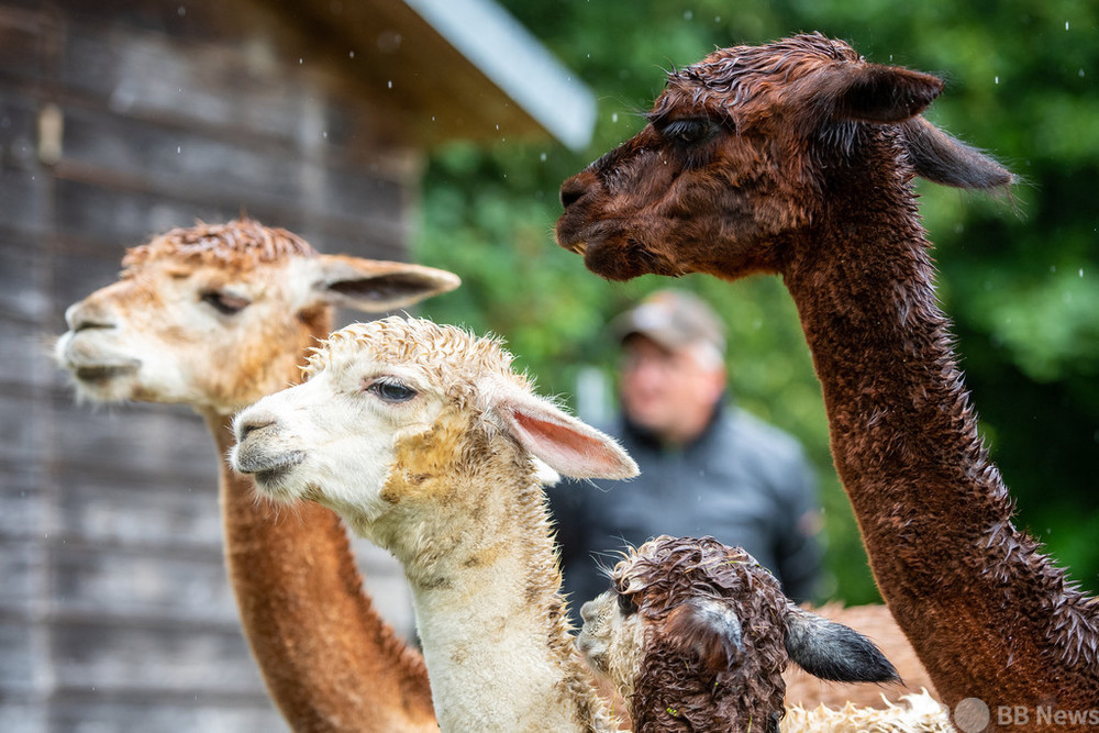 アルパカの「ジェロニモ」を救え！ 英国で署名広がる 写真1枚 国際 