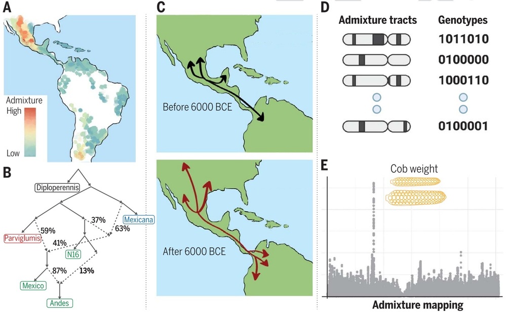 現代のトウモロコシに二つの祖先、最新の研究で明らかに 写真1枚 国際ニュース：AFPBB News