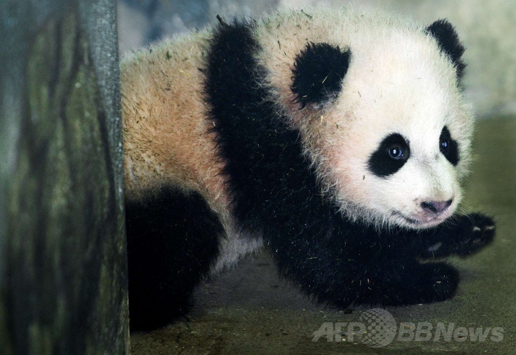 米首都で誕生のパンダ、メディア向けに初公開