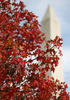 米ワシントンD.C.（Washington D.C.）にある国立公園ナショナル・モール（National Mall）の紅葉（2012年10月18日撮影）。(c)AFP/Getty Images/Mark Wilson