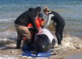 オーストラリア南部タスマニア島マッコーリーハーバーで、打ち上げられたクジラを助けようとする人たち（2020年9月22日撮影、同月23日提供）。(c)AFP PHOTO / TASMANIA POLICE