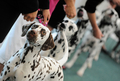 スロバキアの首都ブラチスラバ（Bratislava）で9日から11日まで、「ワールド・ドッグ・ショー（World Dog Show）」が開催され、59か国から3万匹のイヌが参加した。写真は、自慢の愛犬を披露する飼い主ら（2009年10月9日撮影）。(c)AFP/SAMUEL KUBANI