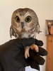米ニューヨーク市のロックフェラーセンターのクリスマスツリーの中で見つかったアメリカキンメフクロウ。Ravensbeard Wildlife Center提供（2020年11月18日撮影）。(c)AFP PHOTO / Ravensbeard Wildlife Center 