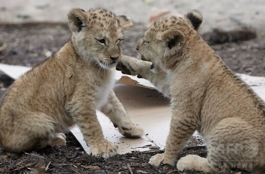 赤ちゃん5頭の姿も、バーバリライオンの家族 独動物園 写真8枚 国際