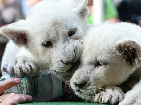 じゃれ合うホワイトライオンのきょうだい、生後2か月 ハンガリー 写真