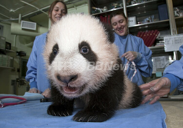 下あごに初めての歯、米サンディエゴ動物園の赤ちゃんパンダ 写真1枚 国際ニュース：AFPBB News