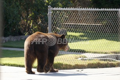 米ロサンゼルスの住宅街にクマ出没、麻酔銃で確保