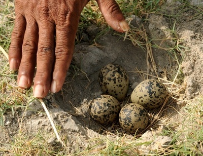 卵を多く産み仮親だます、カッコウの執念深い托卵行動が判明