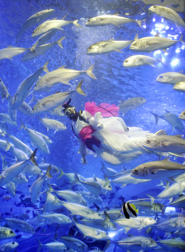 八景島シーパラダイスで七夕イベント