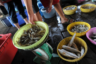 空っぽになりつつある東南アジアの海、要因の1つは底引き網漁