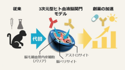 【東京薬科大学】生体模倣システムによる脳移行性抗体の評価、サルとの相関を実証－“動物実験に頼らない次世代創薬”に向け、大きく前進－