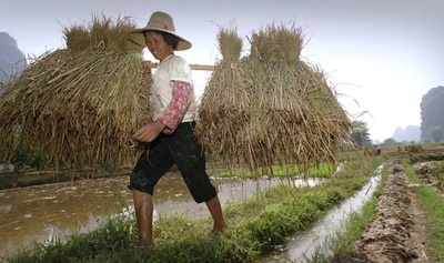 文化の違いは栽培する穀物が影響？研究