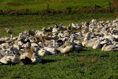 日本、世界に先駆けフランス産フォアグラ輸入再開 鳥インフル沈静化