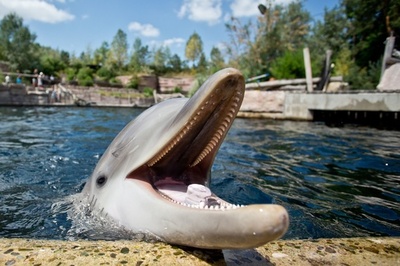 好物は氷？うれしそうなイルカの子ども、独ニュルンベルク