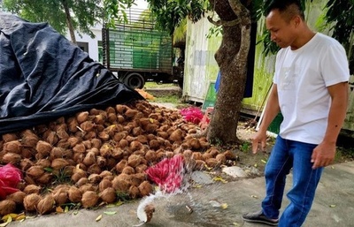 中国でココナツ飲料が供給不足に ヒット商品は3億杯