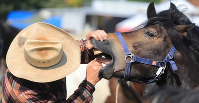 馬も歯が命？チェックは念入りに ドイツで馬の品評会