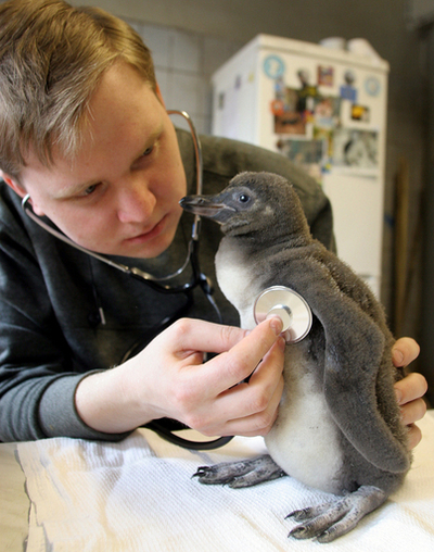 モスクワでふ化したペンギンの赤ちゃん - ロシア