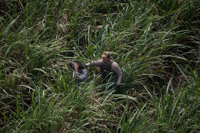 トランプ氏、移民流入でメキシコを非難 NAFTAへの報復示唆