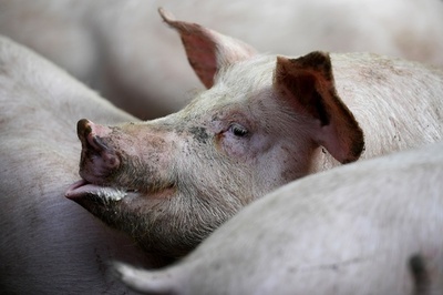 ブタ180頭超が犠牲に…食肉処理場に向かうトラックが横転 仏