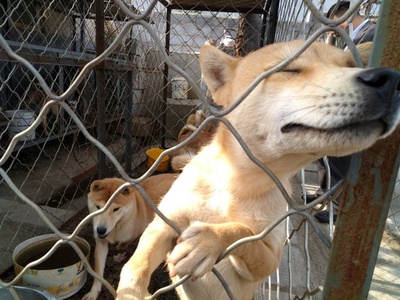 「野良犬の安楽死」は必要？ 問われる飼い主の責任 中国・深セン