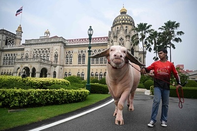 8600万円の白い水牛、タイ首相と「面会」