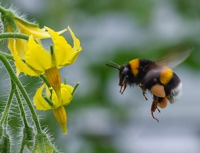 マルハナバチ、「足の臭い」で賢く餌探し 研究