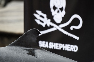 シー・シェパード、イルカの死骸並べて非選択的漁法に抗議