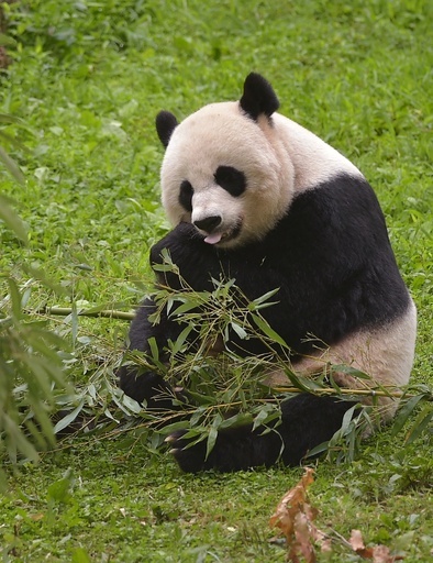 米首都のパンダ、中国からの凍結精子で人工受精へ