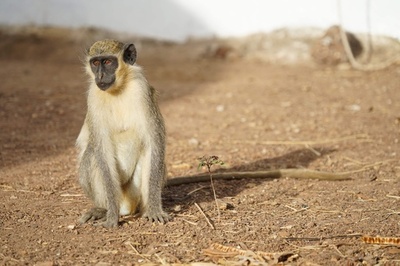 「言語の起源」解明の手掛かり、オナガザルの実験で明らかに