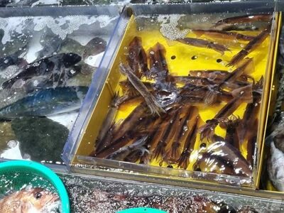 韓国・東海岸でスルメイカ漁獲量68％減…ニシンは68％増、魚種の変化鮮明