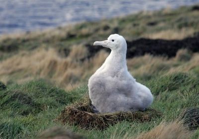 60歳超、北米最高齢のアホウドリ母さん ただいま子育て真っ最中