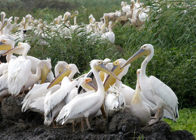 鳥インフルでペリカン750羽死ぬ セネガル保護区