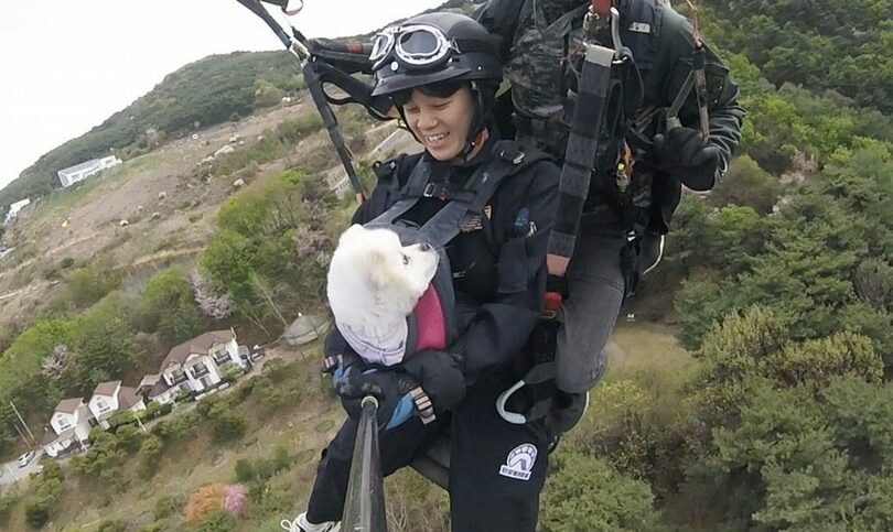 愛犬トゥブがパラグライダーに乗り、飼い主を見つめている(c)news1